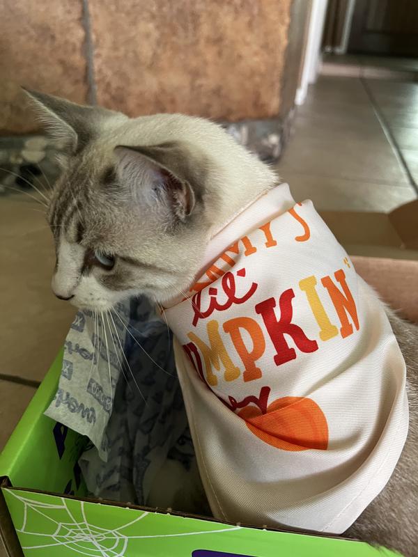 Piper has on the medium large. Fit her a bit like a cape but she had fun wearing it while opening her Chewy’s Halloween box.