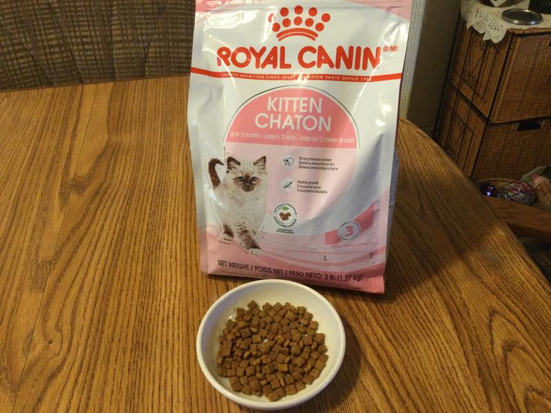 Royal canin best sale kitten chaton