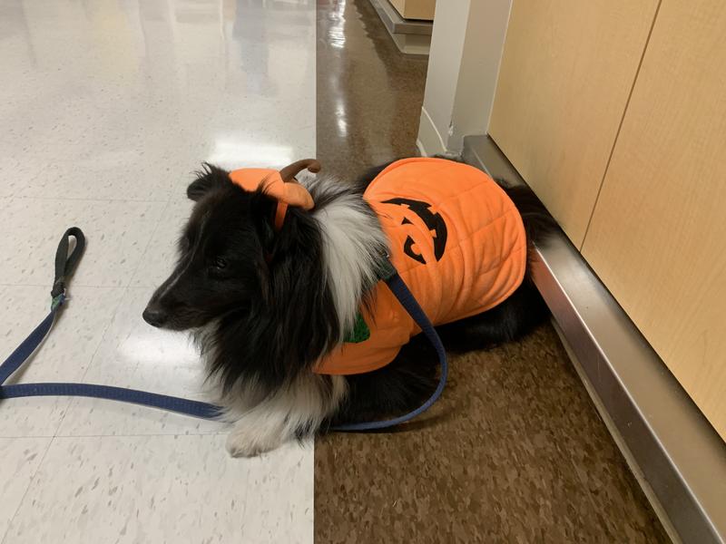 Tux was a hit yesterday during his Halloween therapy visit to the local hospital