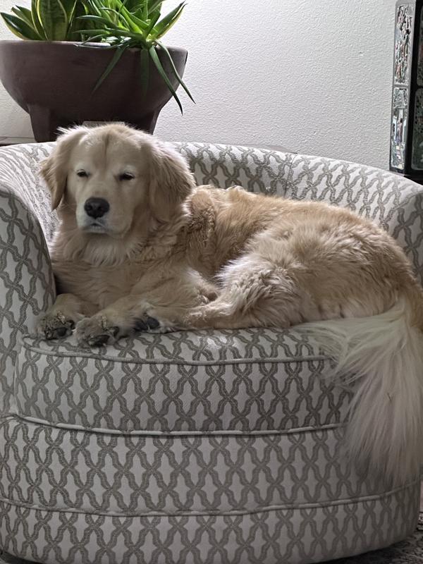 Ollie, king of our home
