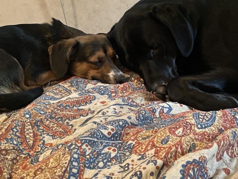 Willow & George snuggling