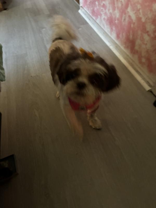 Just got groomed so now I’m beautiful