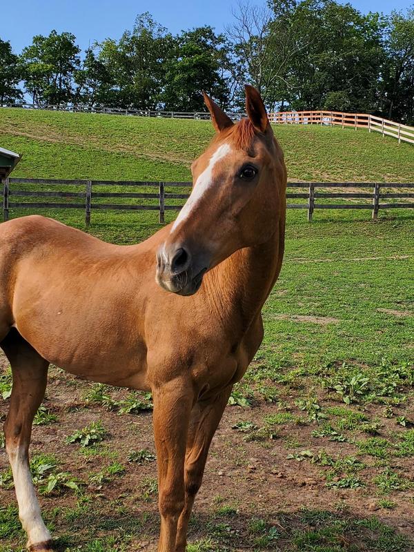My quarter horse, Peach