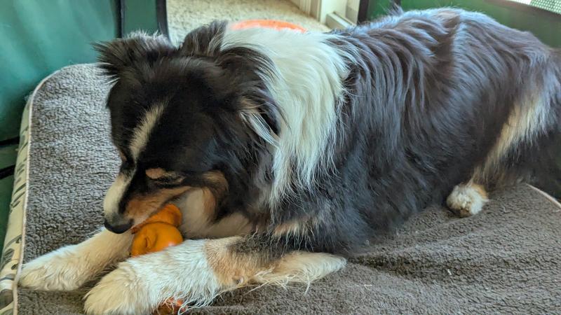 Australian Shepherd enjoys her peanut- flavored beef cheek roll