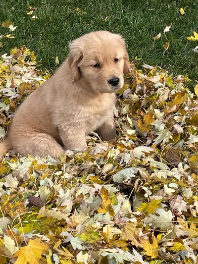 Chewy royal canin golden hotsell retriever puppy