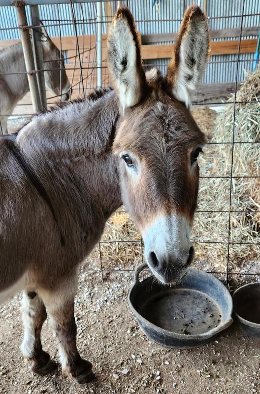 "May I have some more?!", Puzzle pleaded.