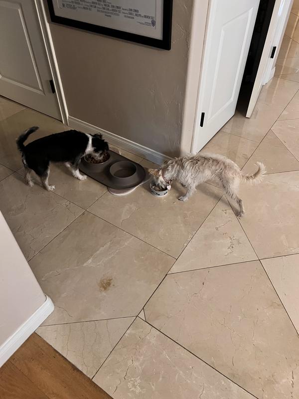 Devouring Kismet Chicken and Barley Dog Food