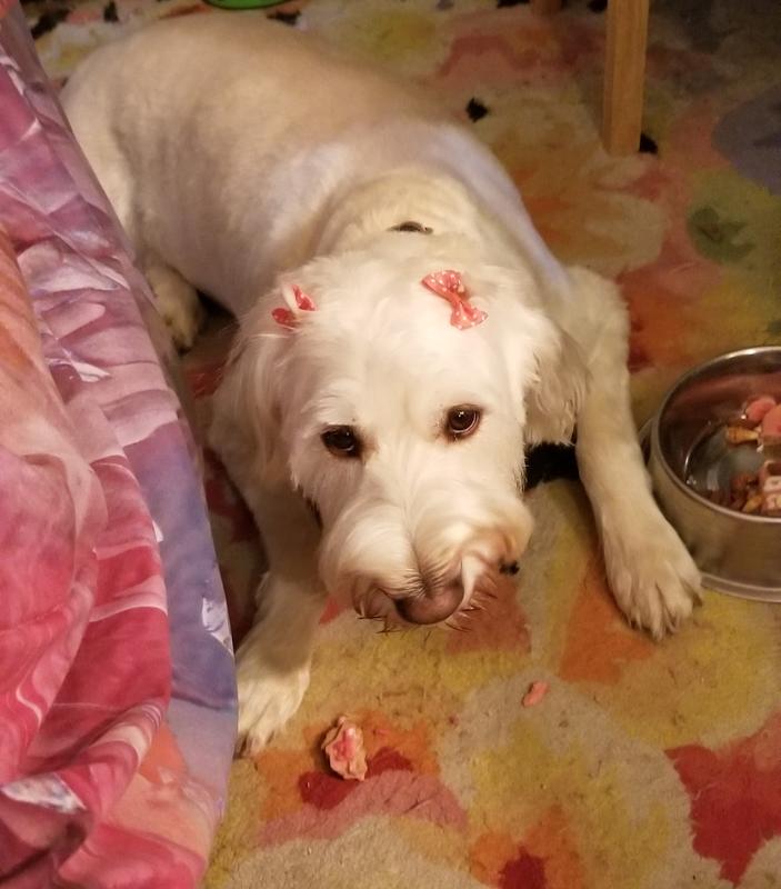 Mabel pulverizes her Birthday Biscuits!