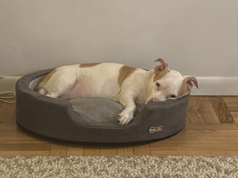 Wainwrights memory foam dog clearance bed