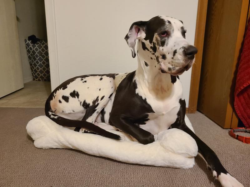 My Dane Daisy