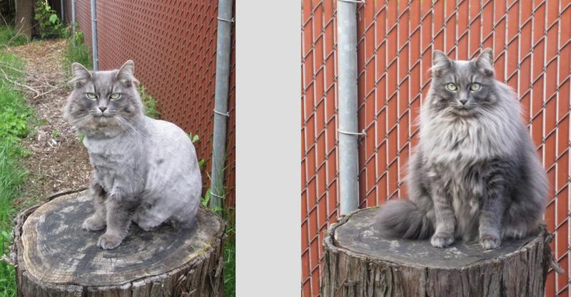 Kitty Mrrr, summer and winter