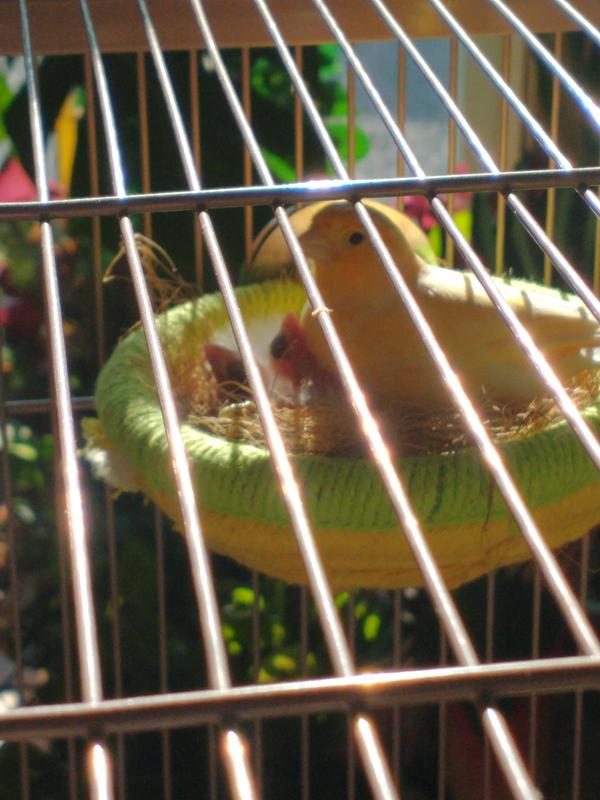 Momma and her babies