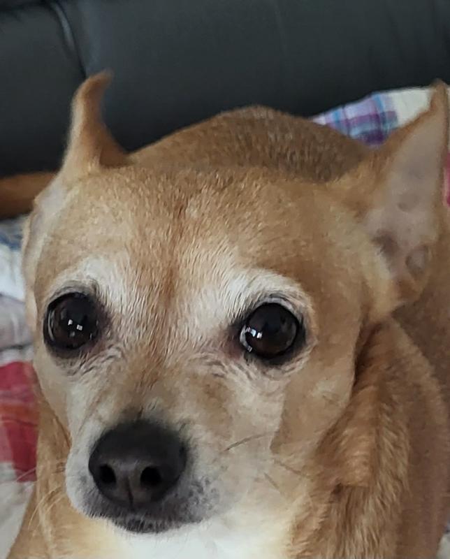 Pablo 14 yr old Chi. All teeth except 2.