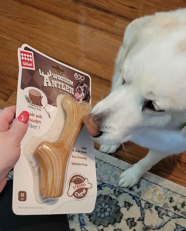 Big  Pry mix was interested right away