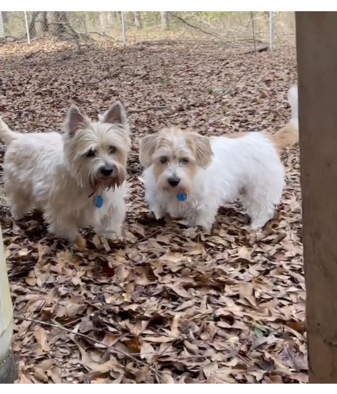 Playing in the woods.