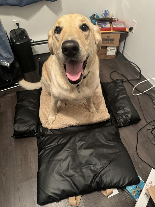 Testing it out, to make sure he would go on it.