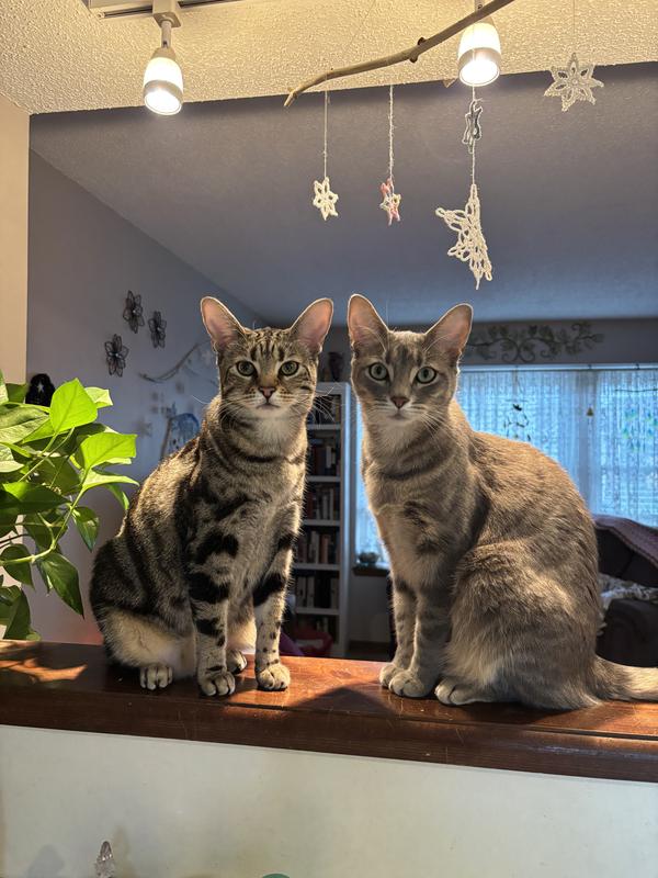 Angus and Oliver