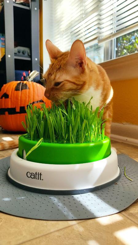 Catit Senses 2.0 Grass Planter, Chat, Commander