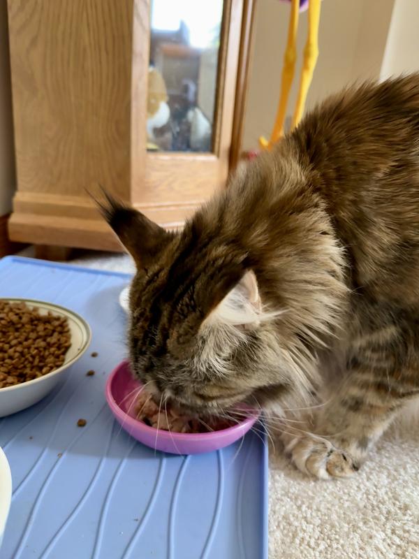 The more that she ate of the Tiki Cat Solutions Mineral Mousse, the more she enjoyed.