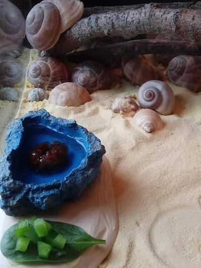 Vita-Sand Side with extra shells & crabby kitchen.