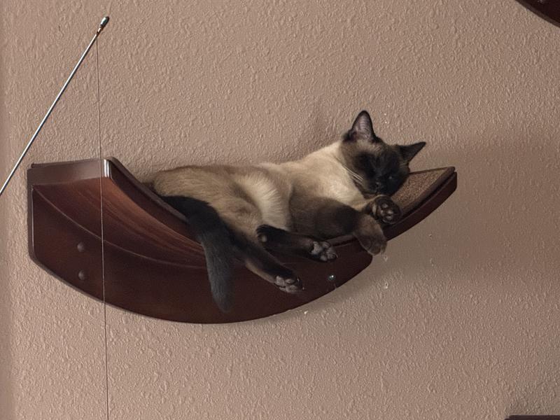 Cat on lotus leaf wall Mount