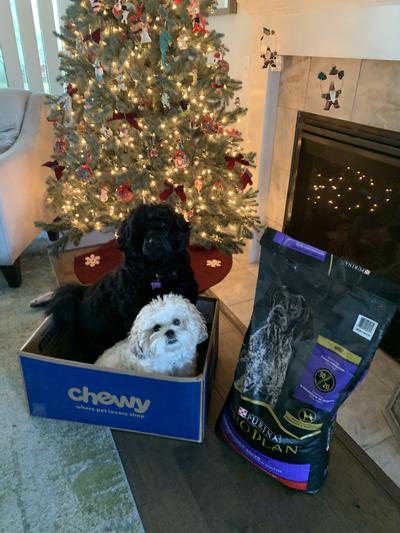 Chewy purina clearance pro plan sport