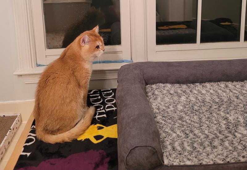 Cat next to cat bed. He's not a fan.