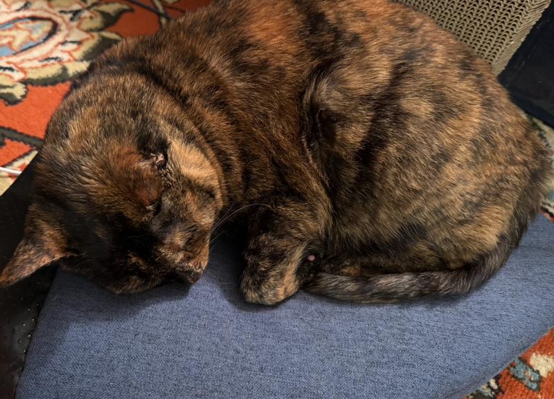 Lucy using the tent her preferred way: as a flat bed