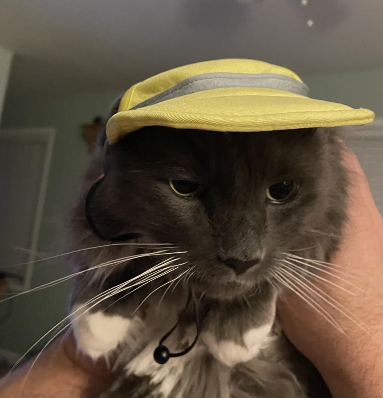 No cat was harmed taking this photo!