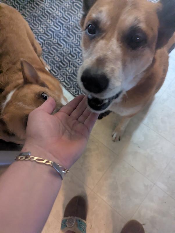 Licking lips and big eyes say it all!!