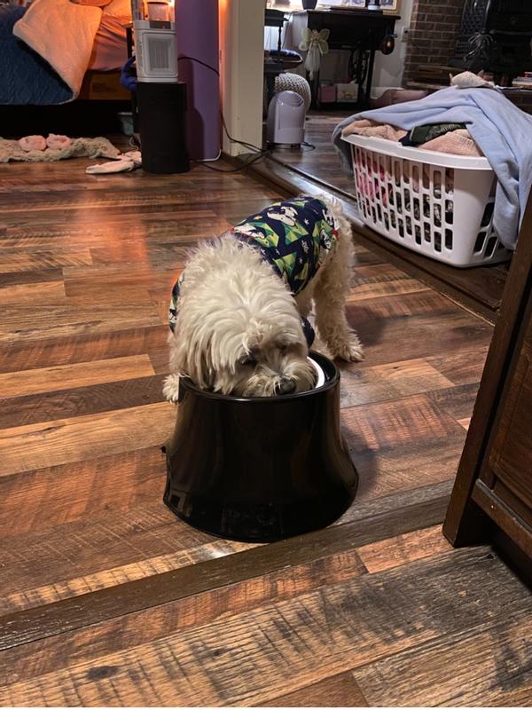 Henry loves his new bowl!