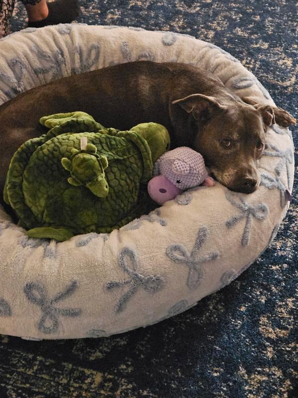 Best dog bed