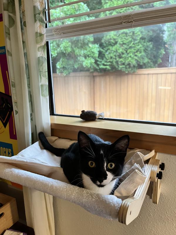 Luna Stella on the hammock