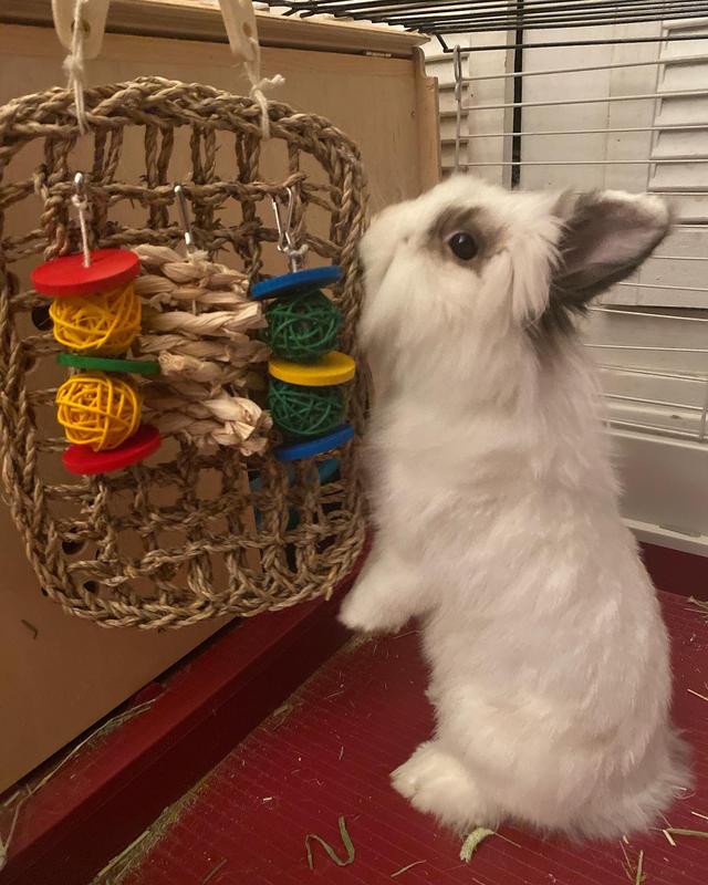 Boston with the playmat 🐰