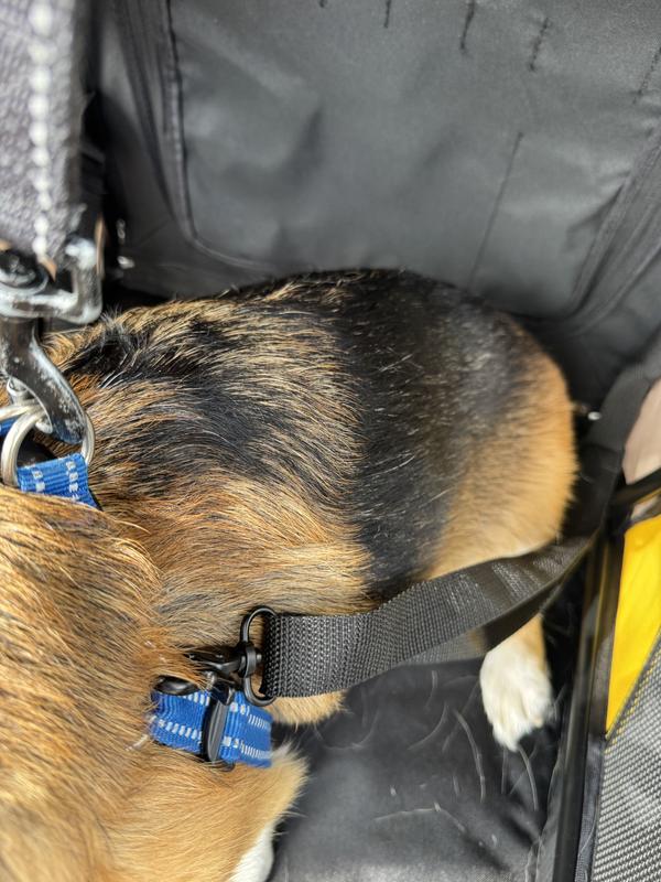 Stroller not long enough for corgi.