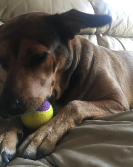 Peachy is very focused when it comes to her tennis balls.