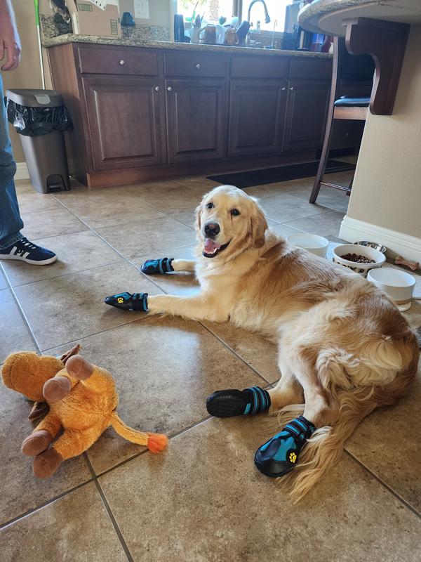 Tiger very active at park & relaxing after his supplement