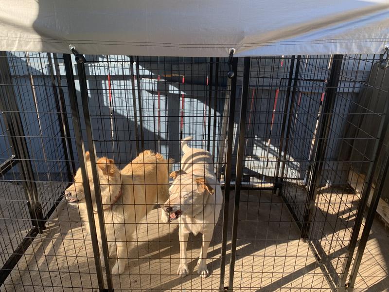 Happy dogs, treat trained to enter.