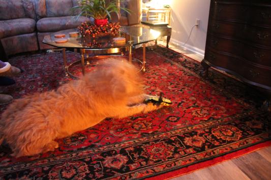Contented dog!