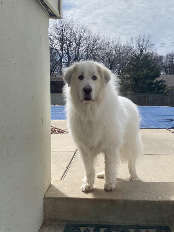 Champ- the Great Pyrenees