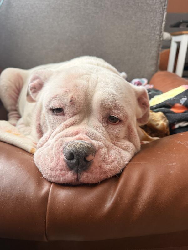 Molly our American Bulldog with pink skin