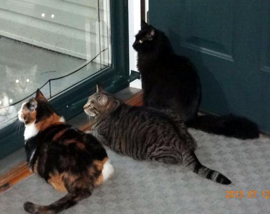 Friends watching the rain...