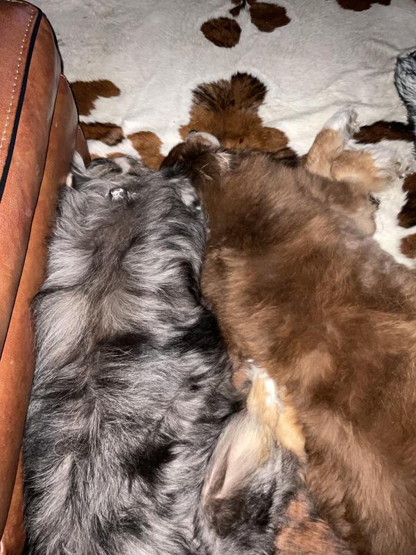 My boys