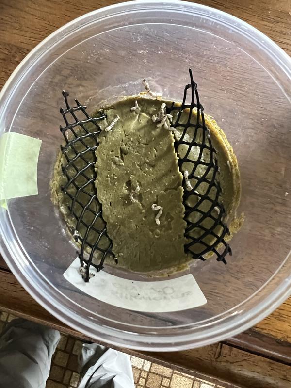 Extremely small and no movement