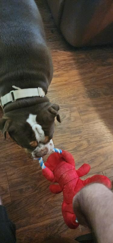 Tug of war