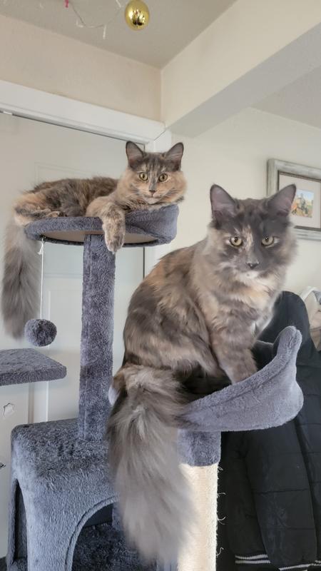 A picture to show how healthy and shiny their coats are