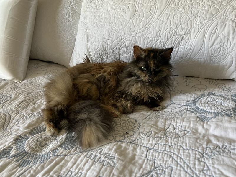Misty weighing 8 lbs.
