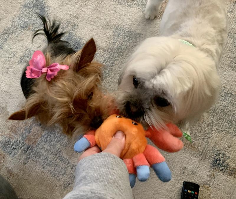 We love our new crab!