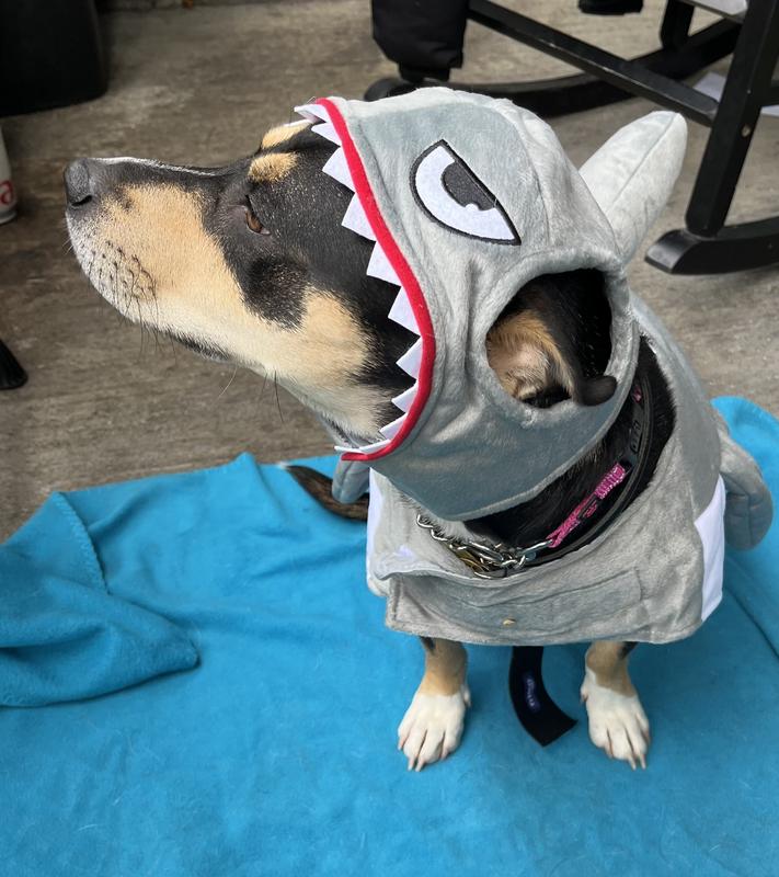 dogs and cats used as shark bait