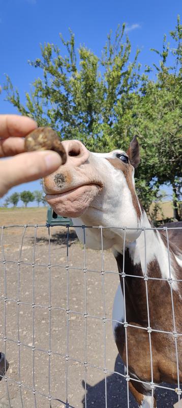 they enjoyed the new banana flavor